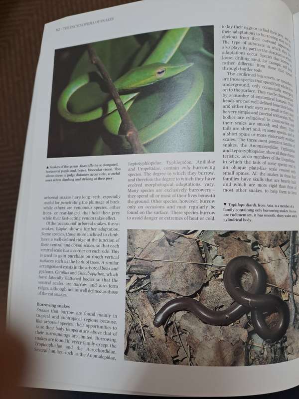 THE ENCYCLOPEDIA OF SNAKES.  By C Mattison