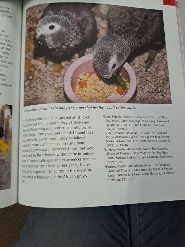AFRICAN GREY PARROTS.