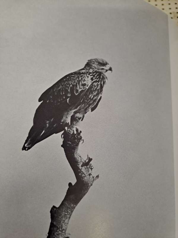 EAGLE DAYS. By Peter Steyn.  SIGNED