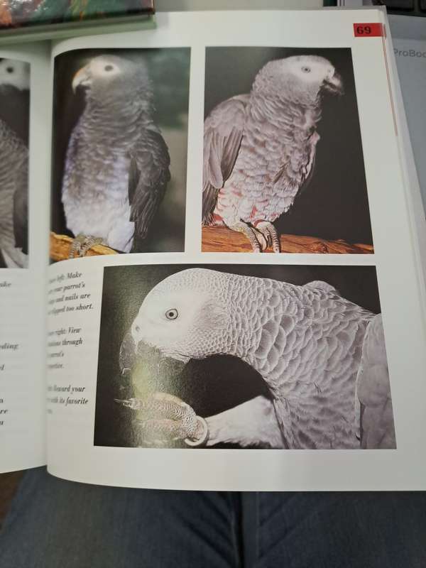 AFRICAN GREY PARROTS.