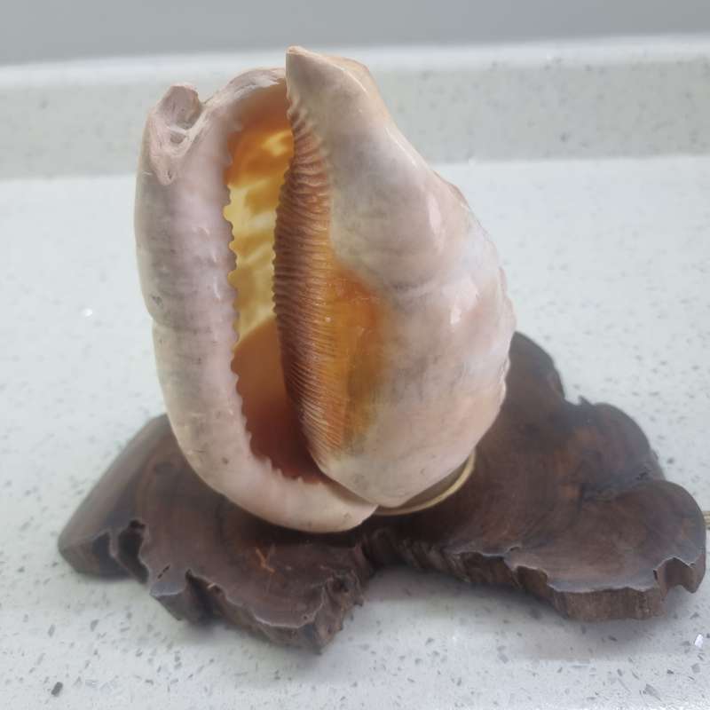 VINTAGE HAND CARVED CAMEO SEA SHELL LAMP