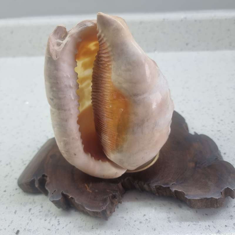 VINTAGE HAND CARVED CAMEO SEA SHELL LAMP