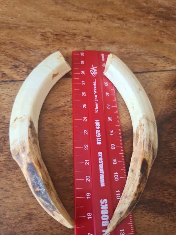 Warthog Tusks set
