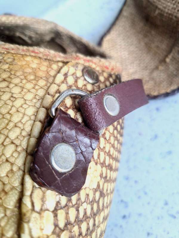 Rare find!!  Vintage Armadillo Purse Taxidermy