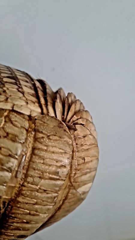 Rare find!!  Vintage Armadillo Purse Taxidermy
