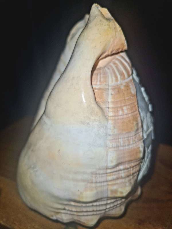 VINTAGE HAND CARVED CAMEO SEA SHELL LAMP