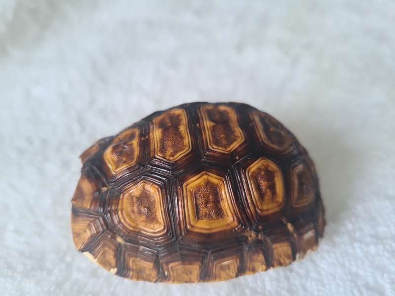 Antique Tortoise Shell