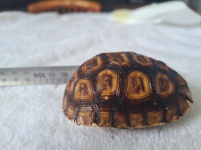 Antique Tortoise Shell