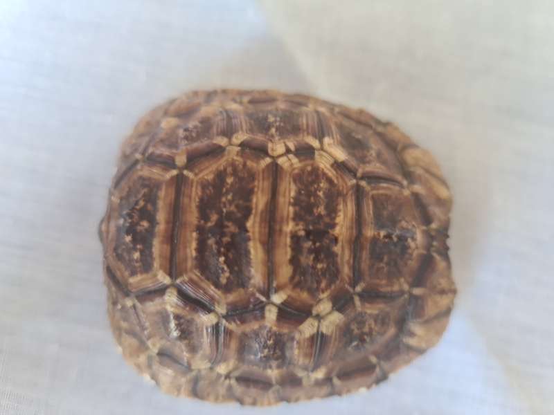Antique Tortoise Shell