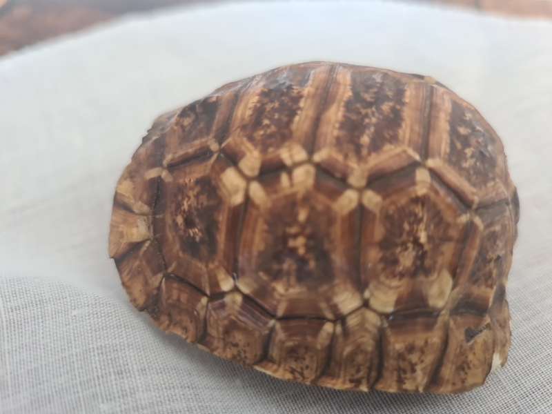 Antique Tortoise Shell