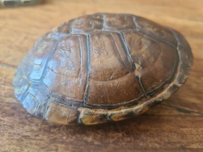 Antique West African Mud Turtle