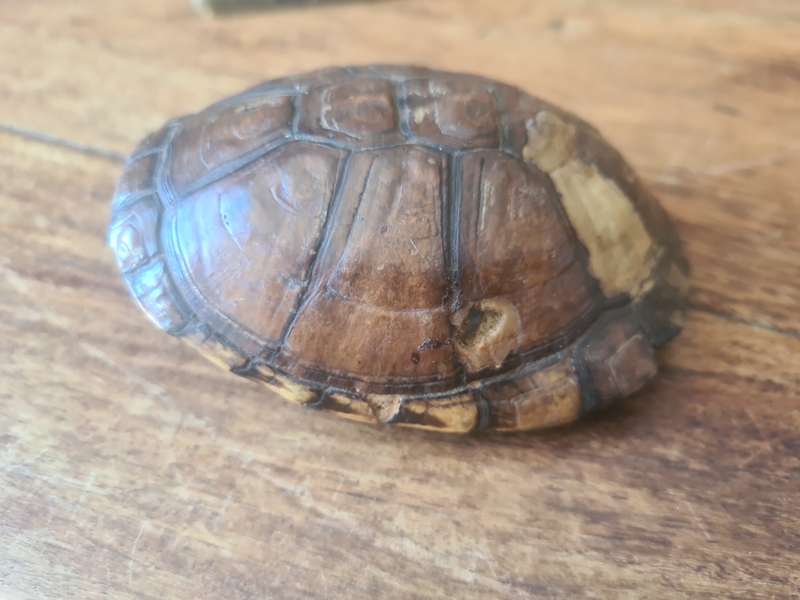 Antique West African Mud Turtle