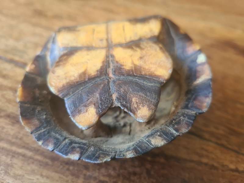 Antique West African Mud Turtle