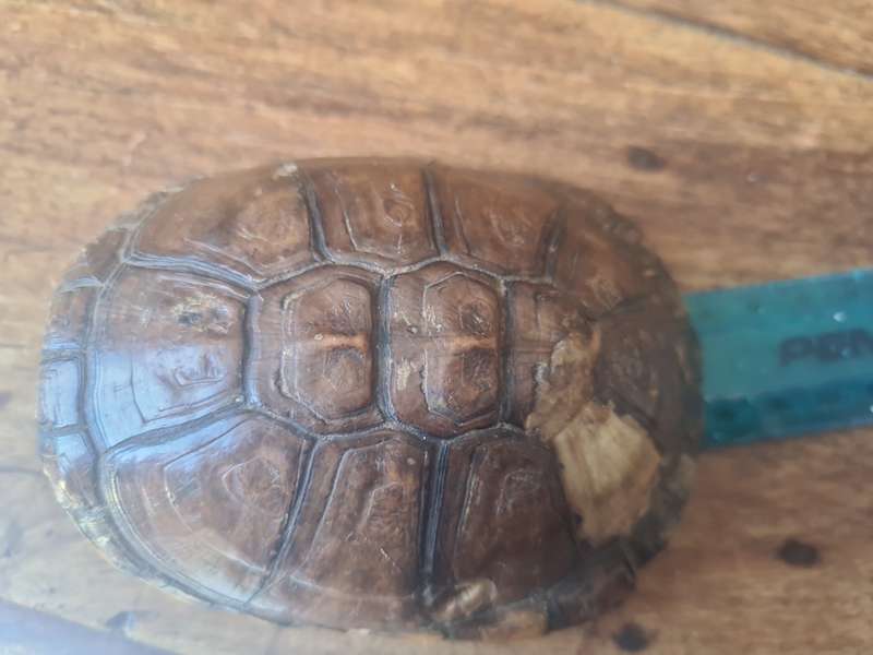 Antique West African Mud Turtle