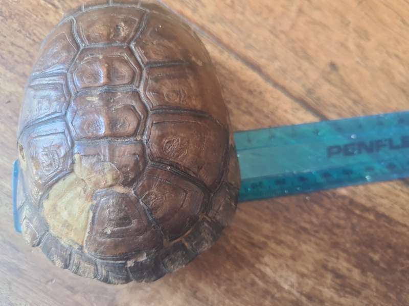 Antique West African Mud Turtle