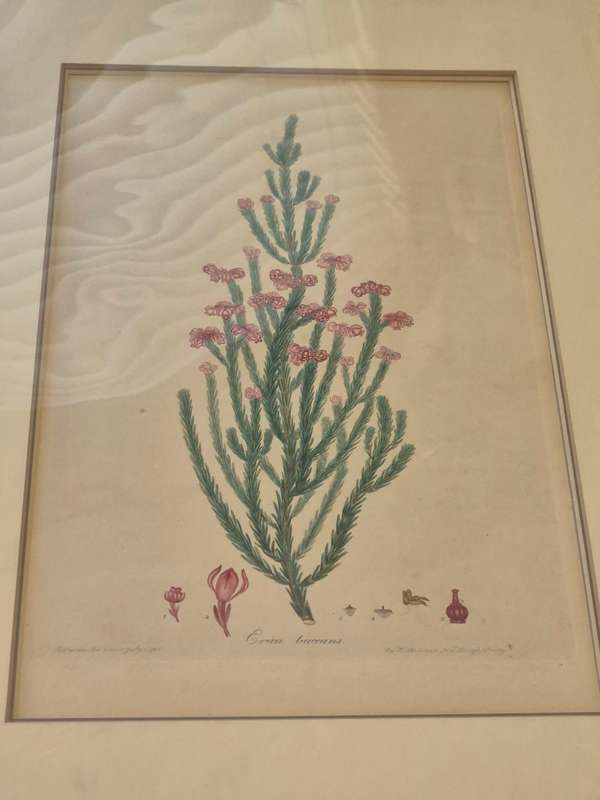 Erica Baccans. HAND COLOURED Engraving original from 1796 by H. Andrews. INDIGENOUS SOUTH AFRICAN .