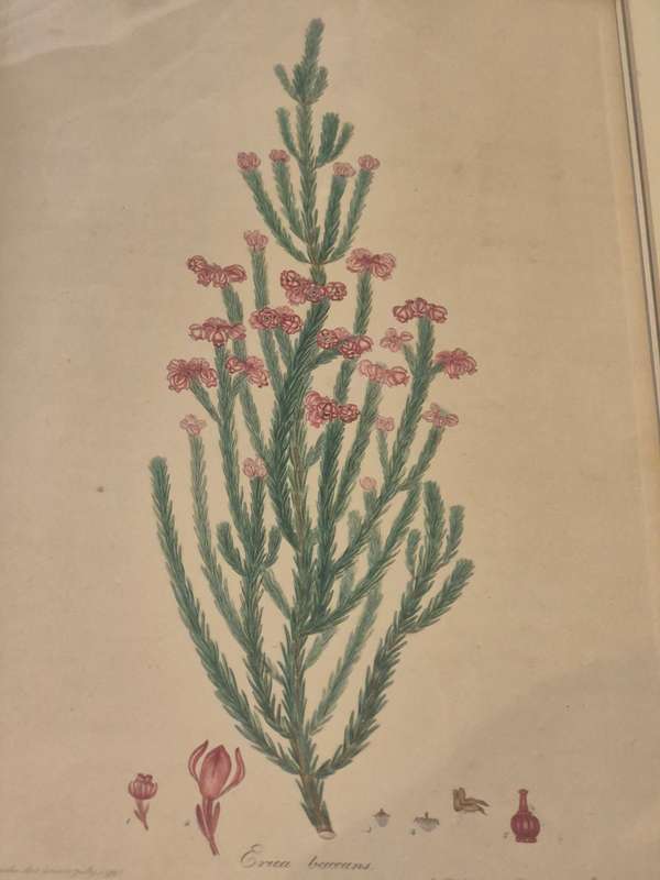 Erica Baccans. HAND COLOURED Engraving original from 1796 by H. Andrews. INDIGENOUS SOUTH AFRICAN .