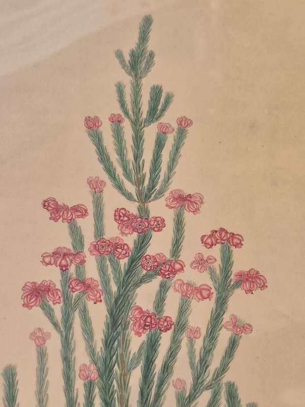 Erica Baccans. HAND COLOURED Engraving original from 1796 by H. Andrews. INDIGENOUS SOUTH AFRICAN .