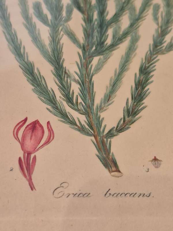 Erica Baccans. HAND COLOURED Engraving original from 1796 by H. Andrews. INDIGENOUS SOUTH AFRICAN .