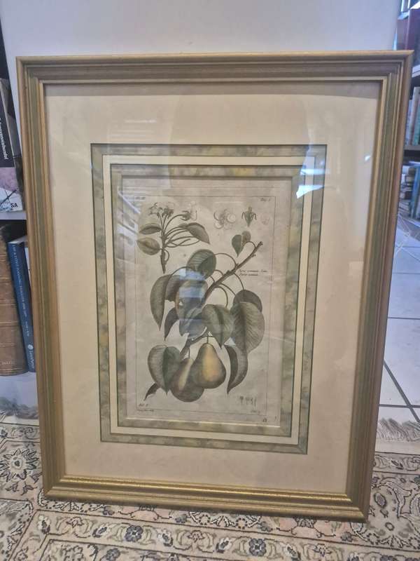 ORIGINAL 1783 hand coloured engraving of pears by Jean-Victor Dupin ( 1743 -1789). GREAT FRAME MOUNT