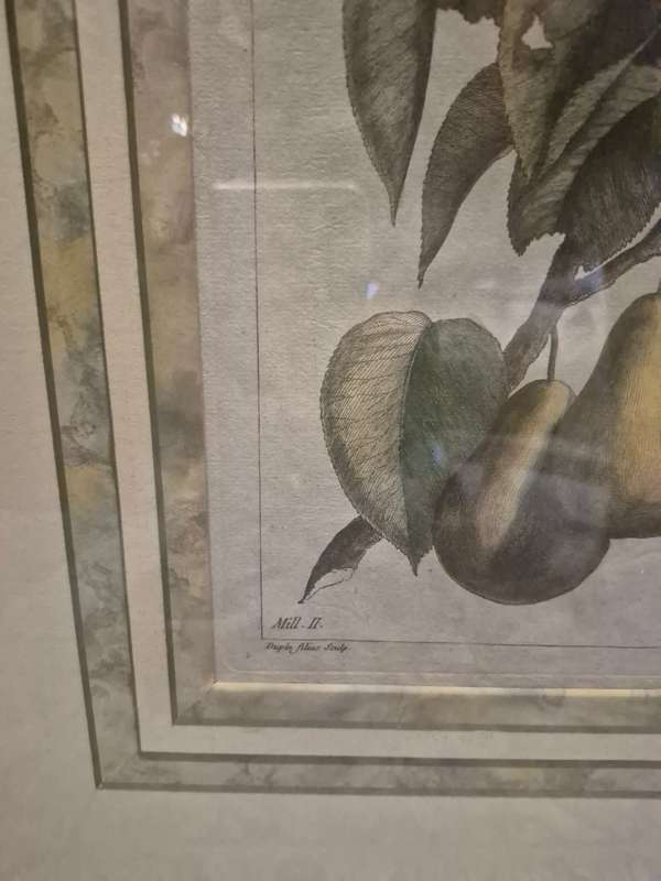 ORIGINAL 1783 hand coloured engraving of pears by Jean-Victor Dupin ( 1743 -1789). GREAT FRAME MOUNT