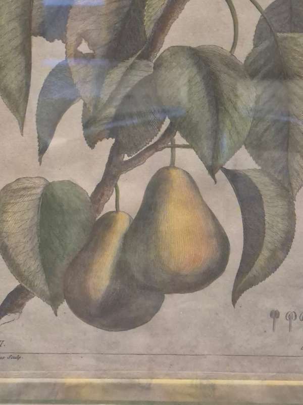 ORIGINAL 1783 hand coloured engraving of pears by Jean-Victor Dupin ( 1743 -1789). GREAT FRAME MOUNT