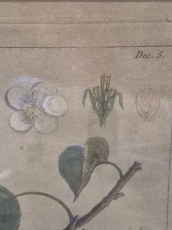 ORIGINAL 1783 hand coloured engraving of pears by Jean-Victor Dupin ( 1743 -1789). GREAT FRAME MOUNT