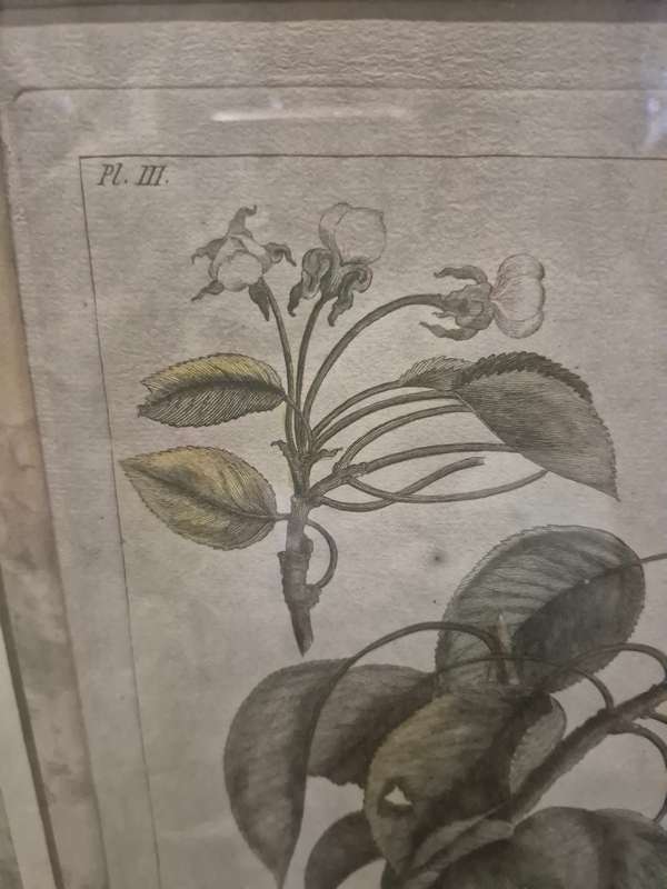 ORIGINAL 1783 hand coloured engraving of pears by Jean-Victor Dupin ( 1743 -1789). GREAT FRAME MOUNT