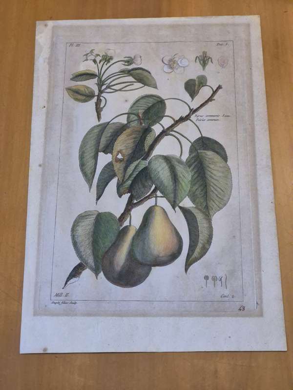 ORIGINAL 1783 hand coloured engraving of pears by Jean-Victor Dupin ( 1743 -1789). GREAT FRAME MOUNT
