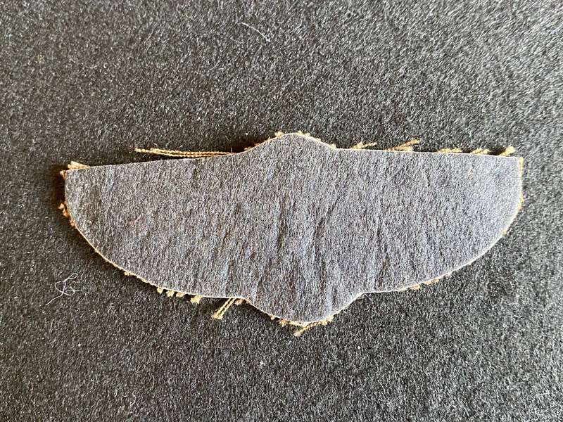 CISKEI PARACHUTE WING