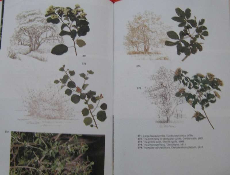 Trees of Southern Africa Keith Coates Palgrave | R B Drummond