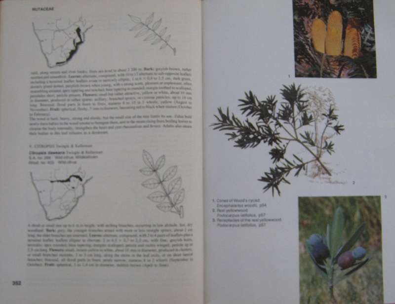 Trees of Southern Africa Keith Coates Palgrave | R B Drummond