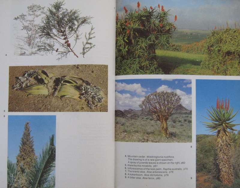 Trees of Southern Africa Keith Coates Palgrave | R B Drummond