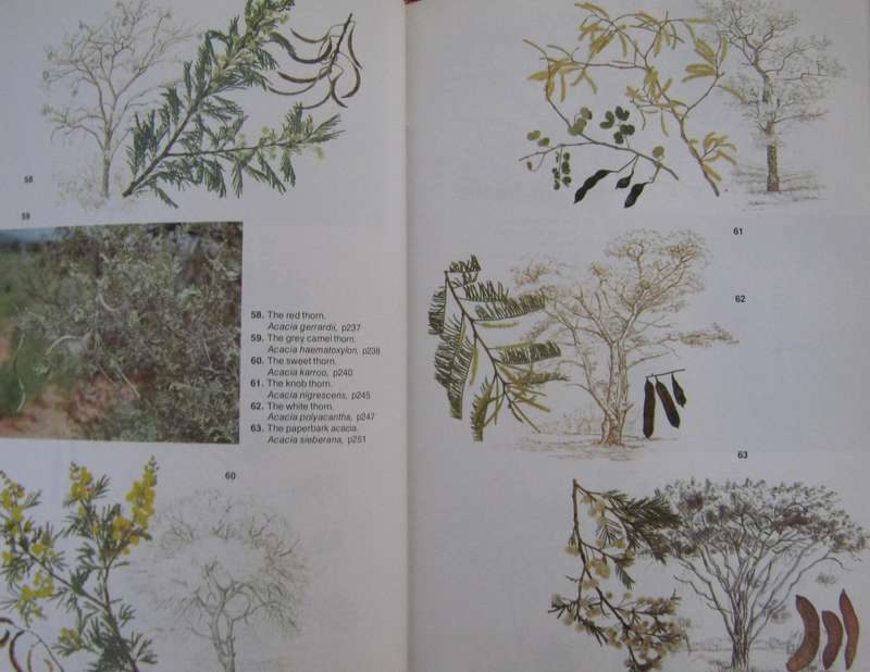 Trees of Southern Africa Keith Coates Palgrave | R B Drummond