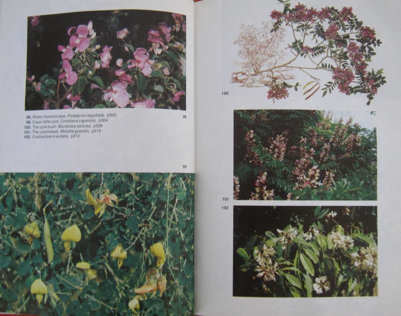 Trees of Southern Africa Keith Coates Palgrave | R B Drummond