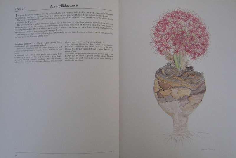 Transvaal Wild Flowers Paintings by: Anita Fabian. Text by Gerrit Germiushuizen