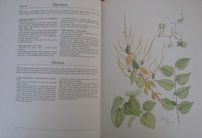Transvaal Wild Flowers Paintings by: Anita Fabian. Text by Gerrit Germiushuizen