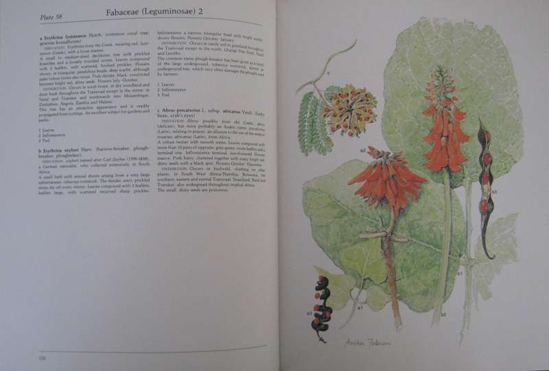 Transvaal Wild Flowers Paintings by: Anita Fabian. Text by Gerrit Germiushuizen
