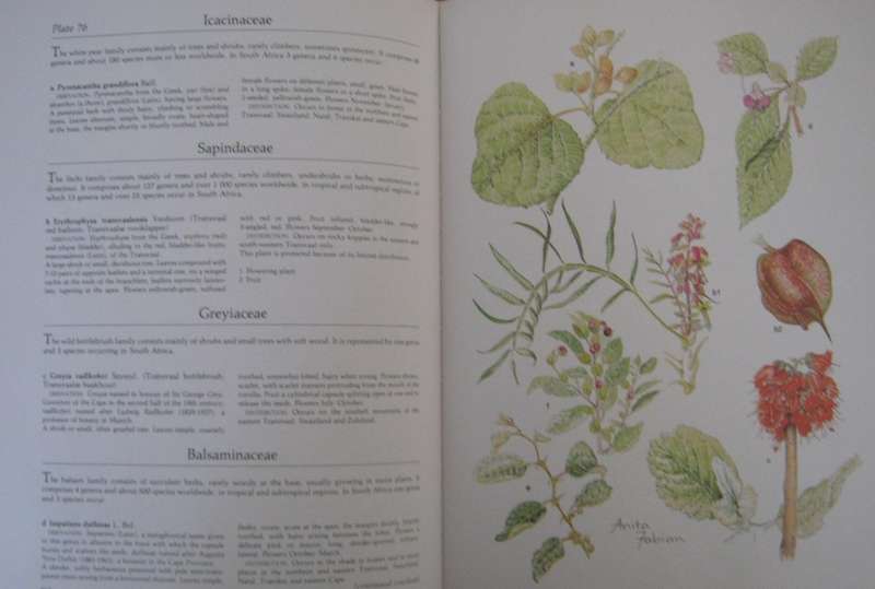 Transvaal Wild Flowers Paintings by: Anita Fabian. Text by Gerrit Germiushuizen