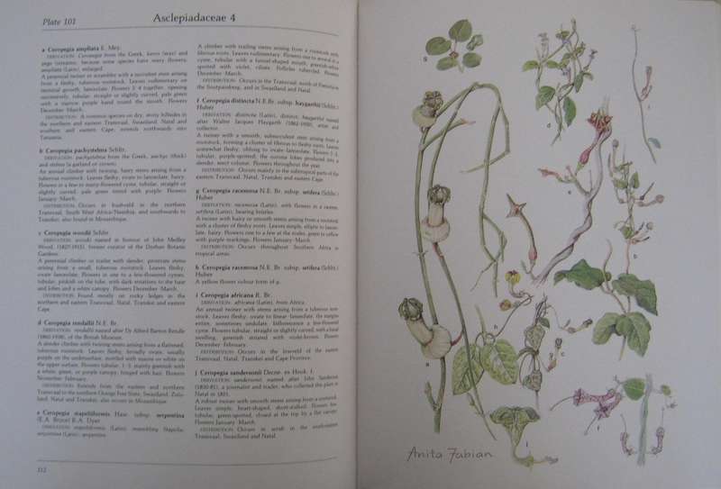 Transvaal Wild Flowers Paintings by: Anita Fabian. Text by Gerrit Germiushuizen