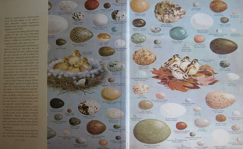 Birds of the World Oliver L. Austin. Illustrated by Arthur Singer.