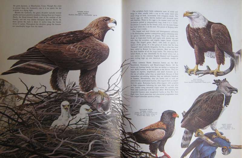 Birds of the World Oliver L. Austin. Illustrated by Arthur Singer.