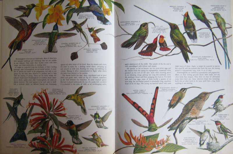 Birds of the World Oliver L. Austin. Illustrated by Arthur Singer.