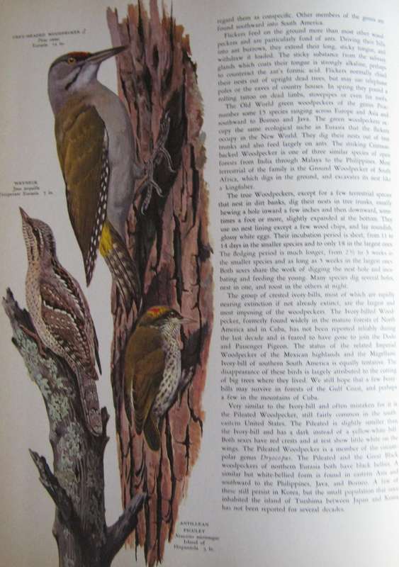 Birds of the World Oliver L. Austin. Illustrated by Arthur Singer.