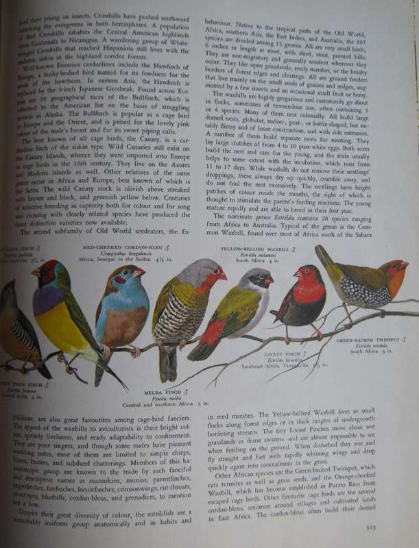 Birds of the World Oliver L. Austin. Illustrated by Arthur Singer.