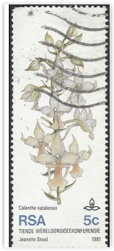 SOUTH AFRICA, FLOWER, Calanthe natalensis, white 1981, 5c, #2 stamp