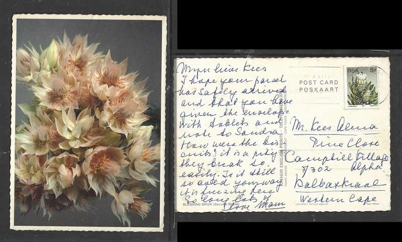 Postcard, flower, Blushing Bride, publisher Arthur English, Cape Town, used