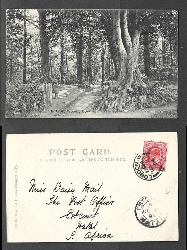 England, post card, In Glory Woods, Dorking, used 1d,LONDON W NO 11 O4 cds> ESTCOURT NATAL