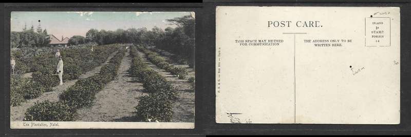 Tea Plantation, Natal, coloured post card, unused, two tidy worm holes in NE quarter.