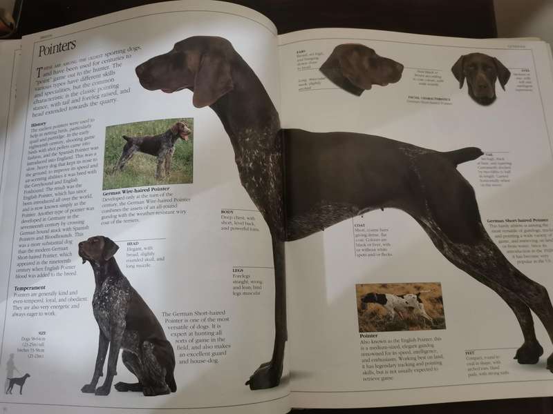 The Ultimate Dog Book by David Taylor